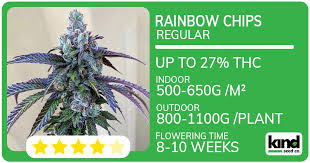 Exploring the Best Practices for Growing Marijuana Seeds Virginia
